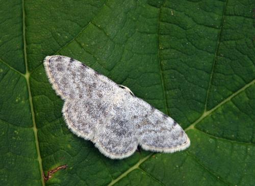 Réf. 87 332 : Scopula confinaria