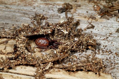 Réf. 87 857 : Selamia reticulata