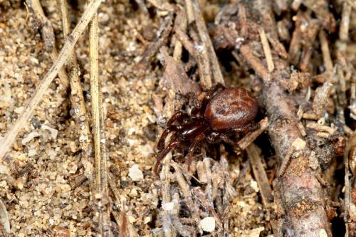 Réf. 87 860 : Selamia reticulata