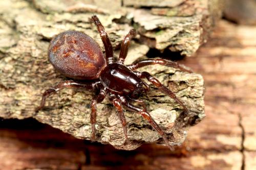 Réf. 87 858 : Selamia reticulata