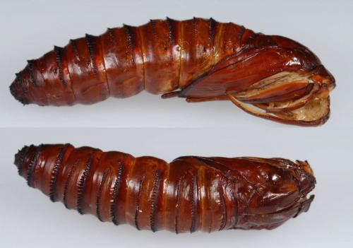 Sesia apiformis