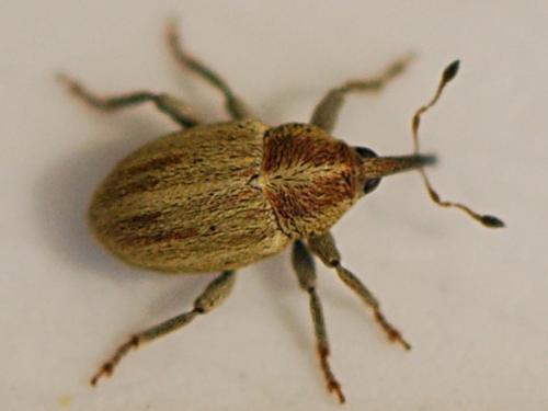 Réf. 87 630 : Sibinia attalica