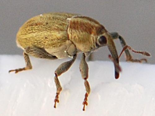 Réf. 87 631 : Sibinia attalica