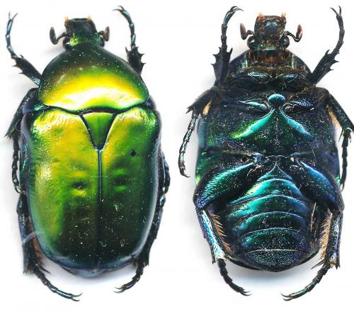 Cetonischema speciosa