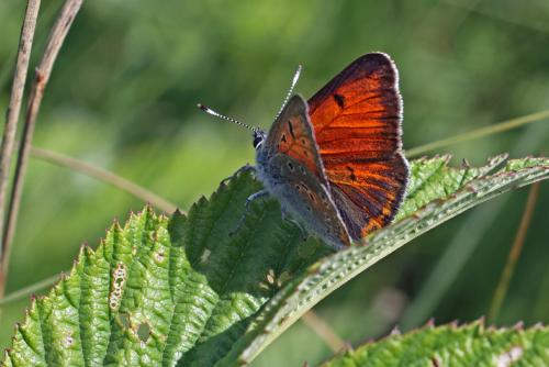 Réf. 87 778 : Lycaena hippothoe