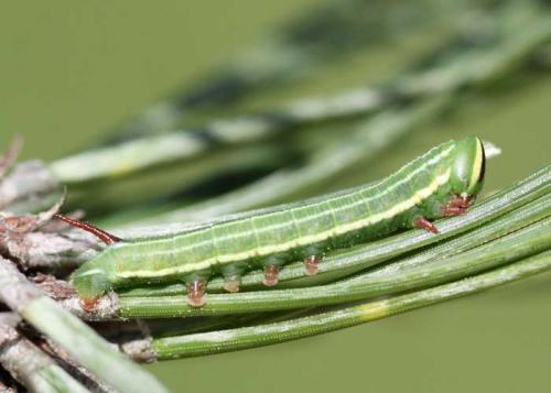 Sphinx maurorum