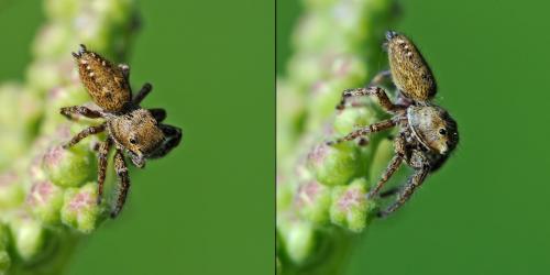 Dendryphantes rudis