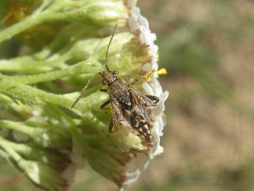 Stictopleurus sp.