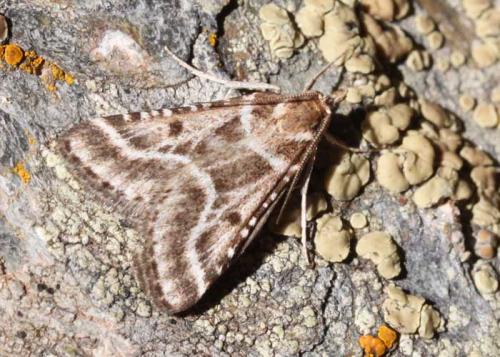 Réf. 87 892 : Stemmatophora borgialis