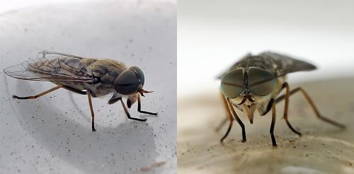 Réf. 87 095 : Tabanus bromius