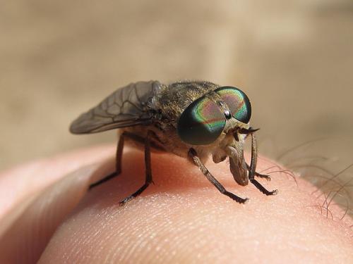 Réf. 87 219 : Tabanus bromius