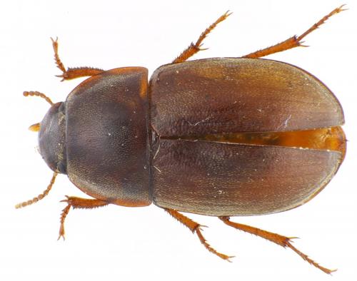 Crypticus corsosardous