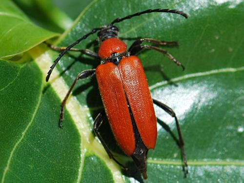 Réf. 87 493 : Stictoleptura fontenayi