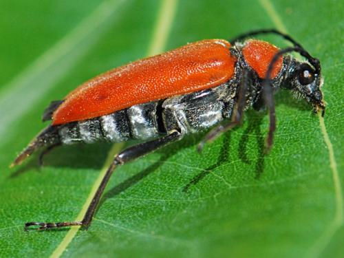 Stictoleptura fontenayi