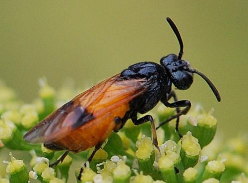 Arge cyanocrocea