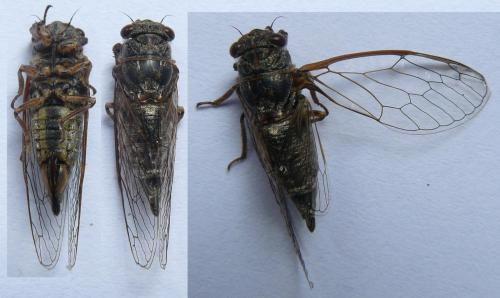 Réf. 87 709 : Tettigettula pygmea
