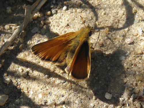 Thymelicus lineola