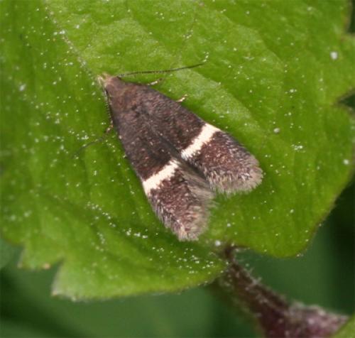 Réf. 87 087 : Syncopacma sp.
