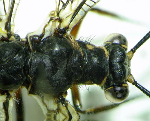 Réf. 87 798 : Myrmeleon formicarius