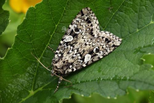 Xestia speciosa