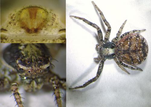 Xysticus lanio