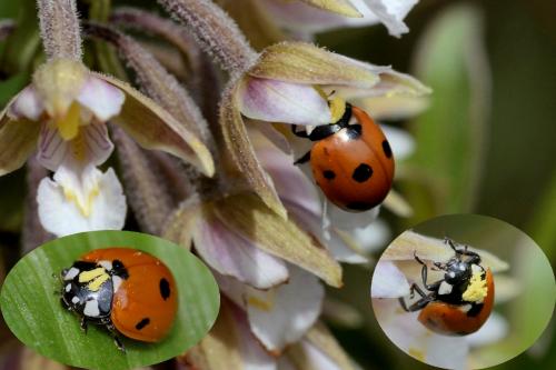 Coccinella septempunctata