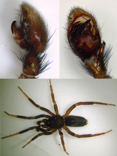 Réf. 87 739 : Drassyllus villicus