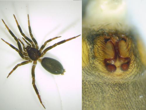 Drassyllus villicus