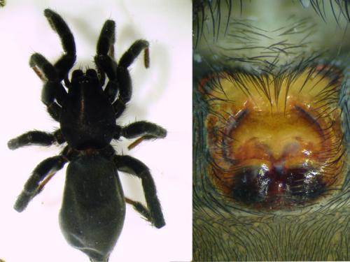Réf. 87 656 : Zelotes sp.