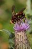 Sicus ferrugineus