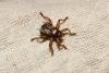 87331 – Photo : Nicolas Alric – France (12)