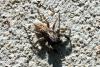 87083 – Photo : Nicolas Alric – France (12)