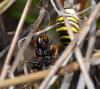 87260 – Photo : Philippe Legros – France (30)