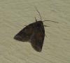 87767 – Photo : Ppersuy – France (94)
