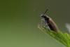 87789 – Photo : Patrick Nourdin – France (22)