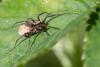 87790 – Photo : Patrick Nourdin – France (22)