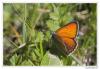 87401 – Photo : Denis Girard – France (74)