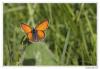 87400 – Photo : Denis Girard – France (74)