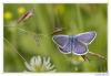 87450 – Photo : Denis Girard – France (74)