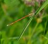 87506 – Photo : Josselyne Bayle – France (33)