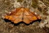 87262 – Photo : f vanhille – France (95)