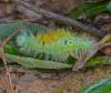 87540 – Photo : Josselyne Bayle – France (33)
