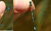 Coenagrion puella