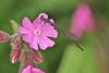 87445 – Photo : Michel Mathieu – France (50)