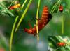 87157 – Photo : Jean-Claude Jamoulle – France (06)
