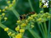 87521 – Photo : Jean-Claude Jamoulle – France (06)