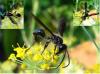 87780 – Photo : Jean-Claude Jamoulle – France (06)