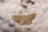 87533 – Photo : Arnaud Jean-Pierre – France (66)