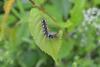 87342 – Photo : Ronan – France (22)