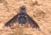 87548 – Photo : congo – Belgique